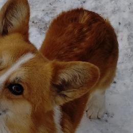 Osage - Pembroke Welsh Corgi