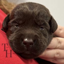 Brown - Chocolate male Labrador Retriever puppy in Middleton, New Hampshire from Tag Hollow