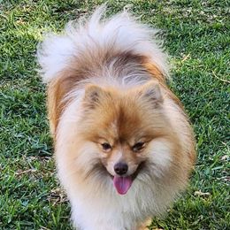 George - Pomeranian