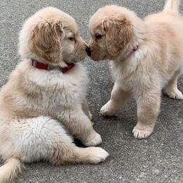 Golden Retrievers from East Gate Goldens
