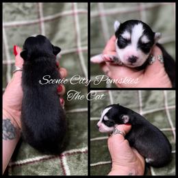 The Cat - Black and white male Pomsky puppy in Rossville, Georgia from Scenic City Pomskies