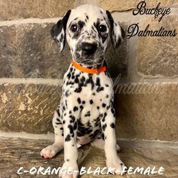 Dalmatian Puppies from Buckeye Dalmatians