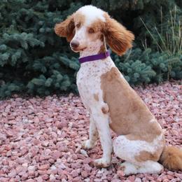 Bernedoodles from Peyton Doodles