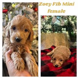 Zoey - Goldendoodle puppy in Missouri from B&C Goldendoodles