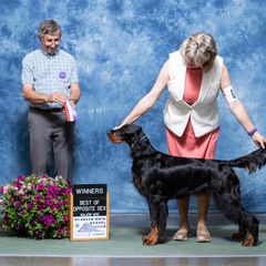 Gordon Setter All Grown Up from Tri-sett