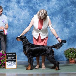 Gordon Setter All Grown Up from Tri-sett