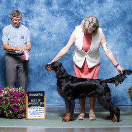 Gordon Setter All Grown Up from Tri-sett