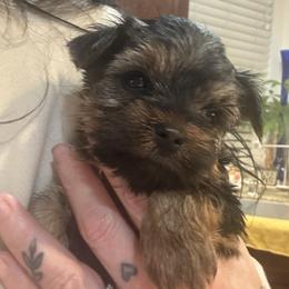 Beauty - Tan and white female Yorkshire Terrier puppy in Riverside, California from Playful Puppies