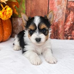 Willow 4500 - Black tan and white female Biewer Terrier puppy in Douglas, Georgia from South Georgia Yorkies and Biewers