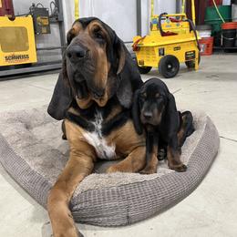 Black and Tan Coonhound Puppies from Jackman Kennels