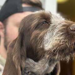 Spinoni Italiani from Mountain Valley Spinone