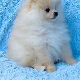 Pomeranian Puppies from Calverton Kennel