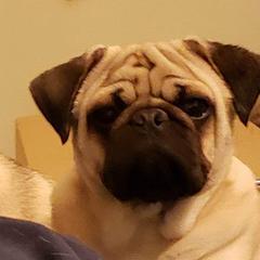 Pugs from Poppy's Pugs