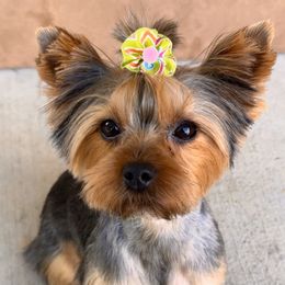 Penny - Yorkipoo