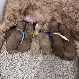 Male pick 4th - Red  male Goldendoodle puppy in Annandale, New Jersey from KN Mini Goldendoodles