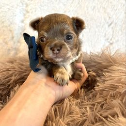Ace - Silver and white male Chihuahua puppy in Mesa, Arizona from Arizona Dream Chihuahuas