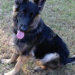 German Shepherd All Grown Up from LaVere Shepherds