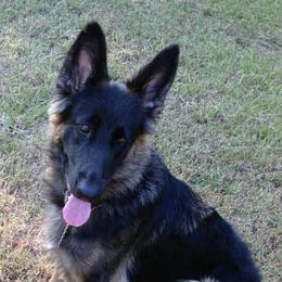 German Shepherd All Grown Up from LaVere Shepherds
