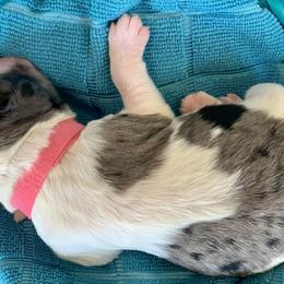 Aussiedoodle Puppies from Sunshine Aussiedoodles Idaho