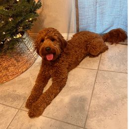 Benji - Goldendoodle