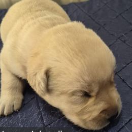 Jane, pink collar - Yellow female Labrador Retriever puppy in Greenwich, Ohio from Pure Gem Kennel