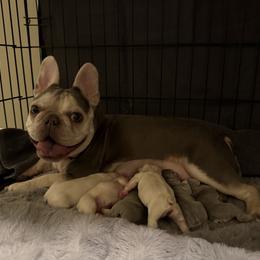 French Bulldog Puppies from Lilac City Frenchies