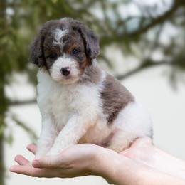 Yoshi - Blue merle male Aussiedoodle puppy in Jacksonville, Florida from Lolo’s Aussiedoodle