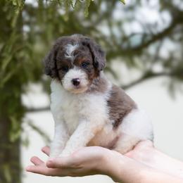 Yoshi - Blue merle male Aussiedoodle puppy in Jacksonville, Florida from Lolo’s Aussiedoodle