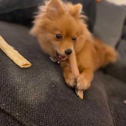Pomeranian All Grown Up from Adita May's Pomeranians