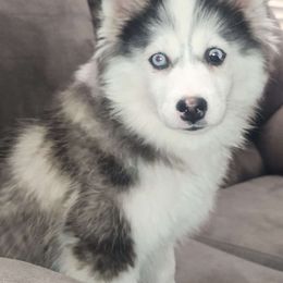 Sadira - Pomsky