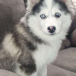 Sadira - Pomsky