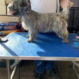 Cairn Terrier All Grown Up from Fae Hallow