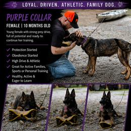 German Shepherd puppies from Mission K9