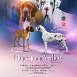 Great Dane puppies from Bluestone Valley Great Danes