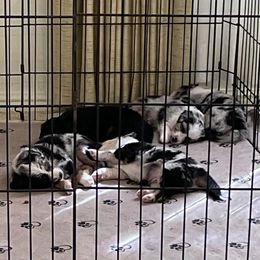 Miniature Australian Shepherds from DogVerse Kennel