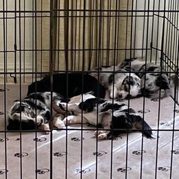 Miniature Australian Shepherds from DogVerse Kennel