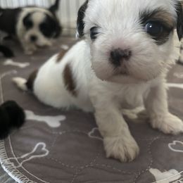Shih Tzu Puppies from Riley Family Kennel
