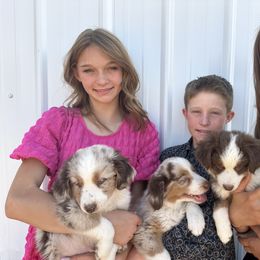 Miniature Australian Shepherd Puppies from Reeds Cattle Co.