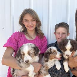 Miniature Australian Shepherd Puppies from Reeds Cattle Co.