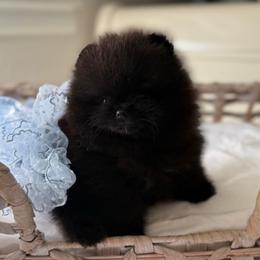 Teacup Boba - Black male Pomeranian puppy in Sacramento, California from Carousel Poodles & Pomeranians