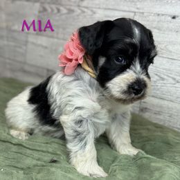 Mia - Parti female Miniature Schnauzer puppy in Magalia, California from NorCal Schnauzers