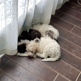 Goldendoodle Puppies from Two Ps in a Pod