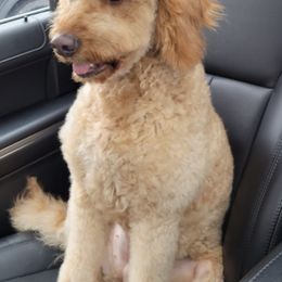 Goldendoodles from Tonya's Goldendoodles