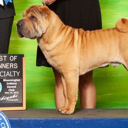 Bisco - Chinese Shar-Pei