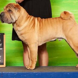 Bisco - Chinese Shar-Pei