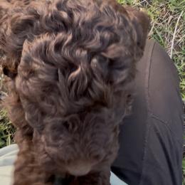 Goldendoodle Puppies from Harrington Doodles