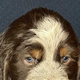 GRIZZLY - Tri-Roan male English Springer Spaniel puppy in Billings, Montana from M&M Fuzzy Bottom Friends
