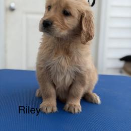 3rd  pick girl - Dark golden female Golden Retriever puppy in Clay Center, Nebraska from Storm Chasers- Golden Retrievers & Basset Hounds