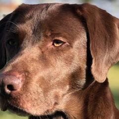 Labrador Retrievers from Jacquye Schimmel
