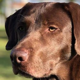Labrador Retrievers from Jacquye Schimmel